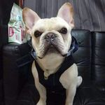 Profile Picture of Bernice x Berdy (@berdythefrenchie) on Instagram