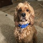 Profile Picture of Shawn Sabo (@jhawk930) on Instagram