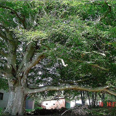 Profile Picture of Jesus Landeira Alvar (@chuslandeira) on Twitter