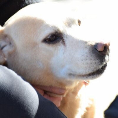 Profile Picture of Isabelle fernandez (@SprangIsabelle) on Twitter