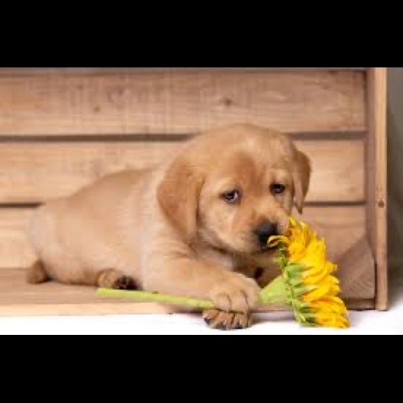 Profile Picture of Lucille Richardson (@drrock09) on Poshmark