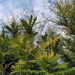 Profile Picture of Debra Poole (@casdebra) on Instagram