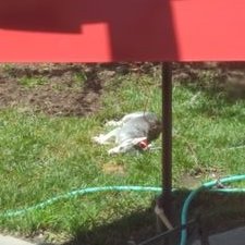 Profile Picture of Nathan's Blue Mitten (@PudyMelon) on Twitter