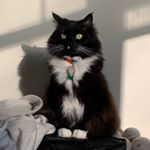 Profile Picture of nora nguyen (@n0racat) on Instagram