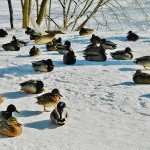 Profile Picture of Rinda (@rindabournehal) on Instagram