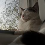 Profile Picture of Frankie Richard Iero (@swag_frankie) on Instagram