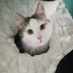 Profile Picture of Erik (@erik_supercat_and_jona_) on Instagram