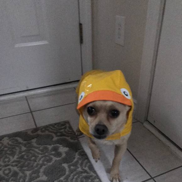 Profile Picture of Kirsten Stoor (@kirstenstoor) on Poshmark