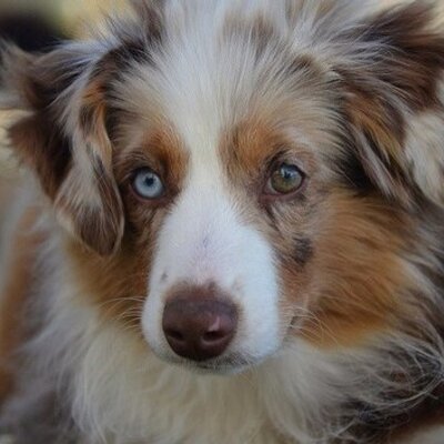 Profile Picture of Kailey Davis (@castielisdead) on Twitter