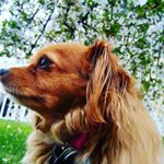 Profile Picture of Cece Holt (@firefox_pup) on Instagram