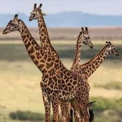 Profile Picture of michaelmashaka691 (@michaelmashaka691) on Tiktok