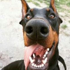 Profile Picture of Dexter L. Ty (@DexterTy44) on Twitter