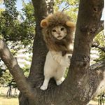 Profile Picture of Matthew Susilo (@mrxs2006) on Instagram