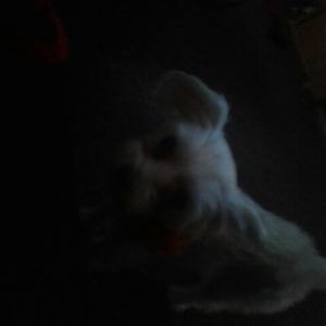 Profile Picture of Dylan Houle (@DylanHoule4) on Twitter