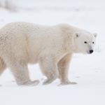 Profile Picture of Kyle Vargas (@kyle_vargas) on Instagram