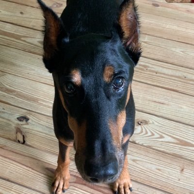 Profile Picture of Doberman (@MichaelHausner1) on Twitter