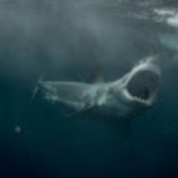 Profile Picture of Joe Tanner (@iamjoetanner) on Poshmark