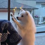 Cindy Currie - Instagram Profile Picture of Cindy Currie (@evilsindee) on Instagram