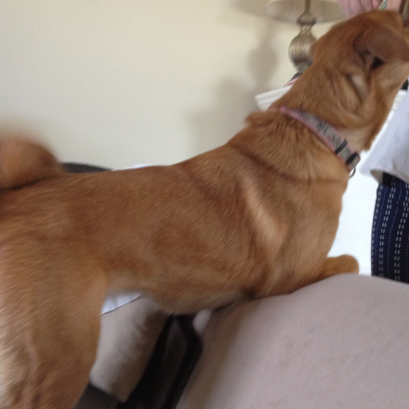 Profile Picture of Julie Tafel (@jbtafel) on Poshmark