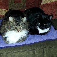 Profile Picture of Shirley Adkins (@shirley-adkins-10) on Quora