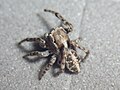 Profile Picture of Attuluson Wikipedia