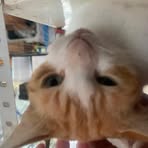 Profile Picture of Atelemo Lgt (@eren.yaeger.5496) on Facebook