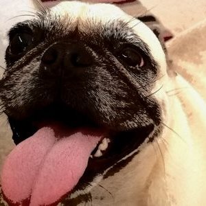 Profile Picture of Steven Simonton (@steven_simonton) on Twitter