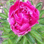 Profile Picture of Chris O'Farrell (@christinaofarrell) on Instagram