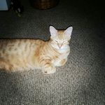 Profile Picture of Louis Bevilacqua (@jesse_james1114) on Instagram