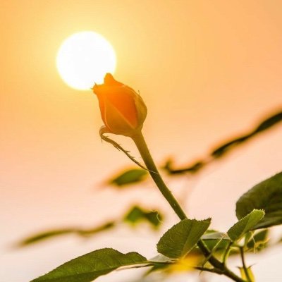 Profile Picture of Syed (@SameeraSYed00) on Twitter