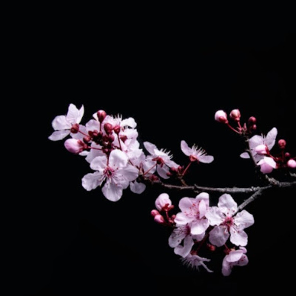 Profile Picture of Nayu Nakai (@nn118) on Poshmark