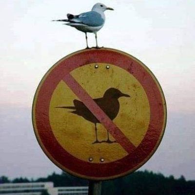 Profile Picture of Andrea M. Wright (@andreamwright) on Twitter