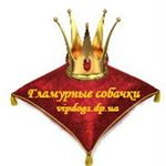 Profile Picture of Гламурные собачки (@karalis_djoy) on Instagram