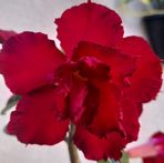 Profile Picture of Alice Bello (@Alice-Bello) on Facebook