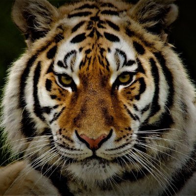 Profile Picture of Travis Morse (@tr4v15) on Twitter
