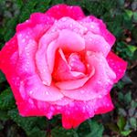 Profile Picture of Sherri Nicholson (@sherrinicholson) on Instagram