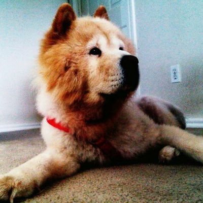 Profile Picture of Wongus (@w0ngus) on Twitter