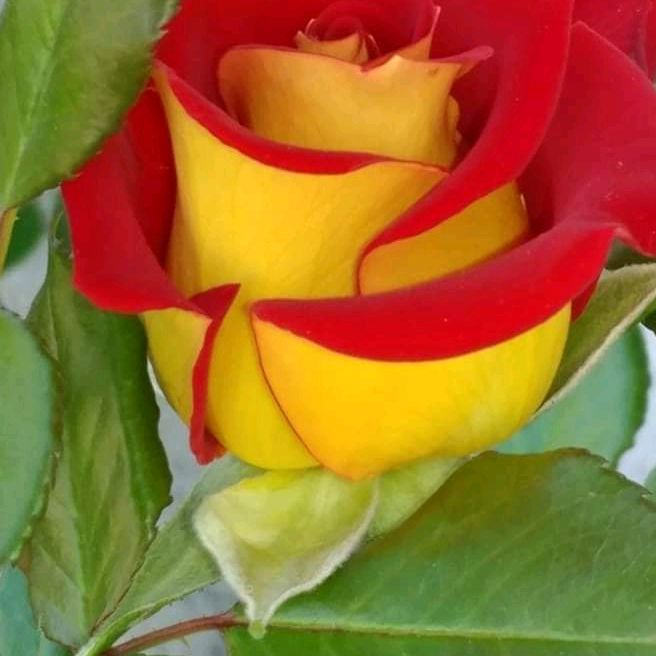 Profile Picture of Salvatore Maggio (@salvatoremaggio08) on Tiktok