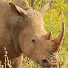 Profile Picture of Agnes McCormack (@RusticRhino) on Twitter