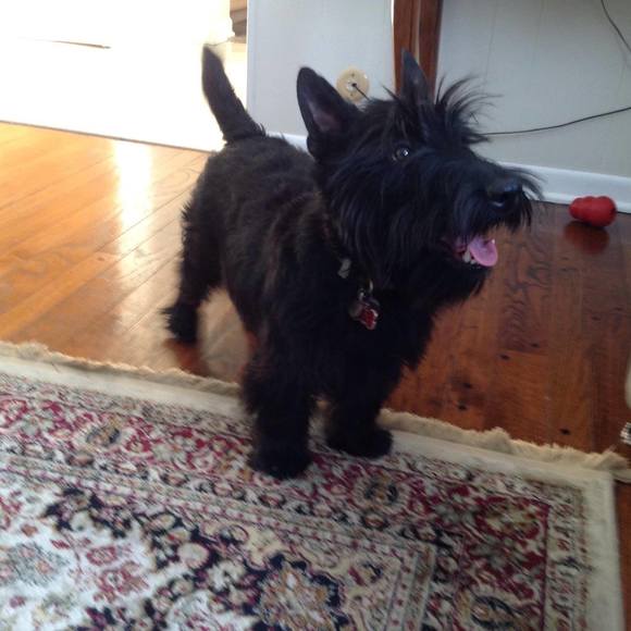 Profile Picture of Lawrence Santello (@lmsantello) on Poshmark