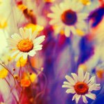 Bianca - Instagram Profile Picture of Bianca (@bianca_kaplan) on Instagram