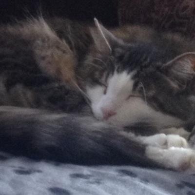 Profile Picture of Donna W (@dm_wilcox) on Twitter