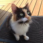 Profile Picture of Joel Pettigrew (@joelinie) on Instagram