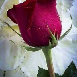 Profile Picture of Shailesh Pandya (@Shailes12762992) on Twitter