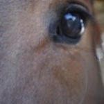 Profile Picture of james Horsman jr (@jameshorsmanjr) on Instagram