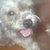 Profile Picture of Louise Olimar (@louiseolimar) on Tiktok