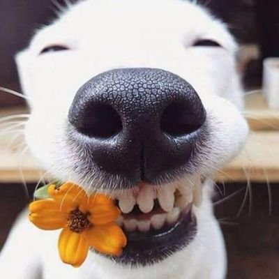 Profile Picture of Paula Williams (@prose1967w) on Twitter