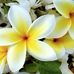 Profile Picture of Anushiya Ramanathan (@anushiya.ramanathan.336) on Facebook
