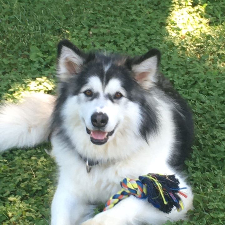 Profile Picture of Erin Kreeger (@madisonthemalamute) on Tiktok