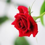 Profile Picture of Theodora Gabriell (@theodoragabriell) on Instagram